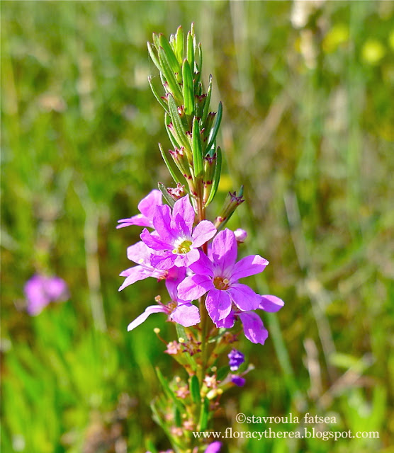 Λύθρο το βουρλόμορφο