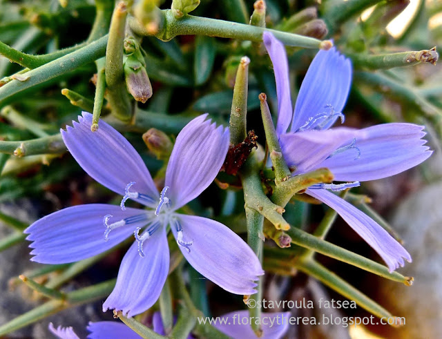 Βραχοσαλάτα, Σαλάτα του Γυαλού και Σταμναγκάθι