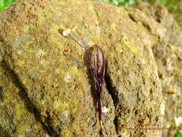 Μαράσμιος, ο Λάζαρος του βασιλείου των μυκήτων