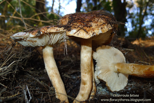 Ιππότες στο Δάσος