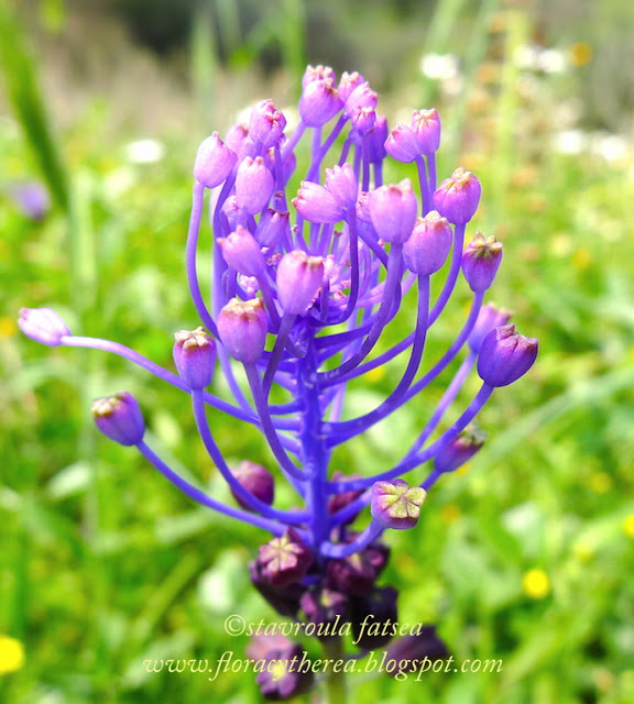 Ανοιξιάτικοι βολβοί : “Πικρό στο στόμα,… γλυκό στο σώμα!”