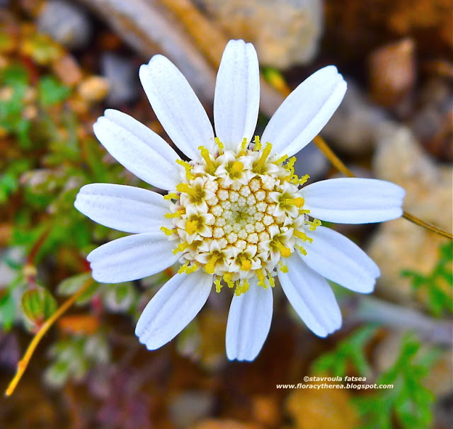 Ανθεμίδα στο γυαλό