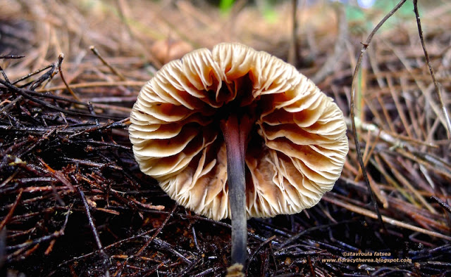 Gymnopus brassicolens