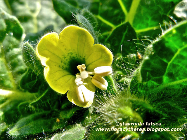 Υοσκύαμος ο λευκός