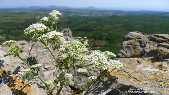 Ελληνικό Κύμινο…